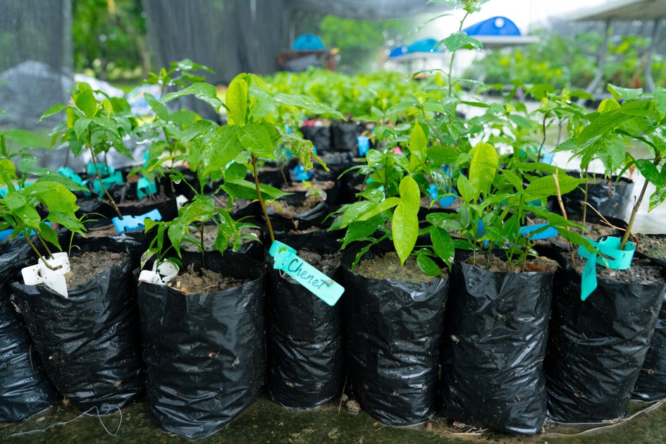 Several trees up-potted for reforestation efforts in Trinidad